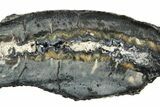 Mammoth Molar Slice with Case - South Carolina #238457-2